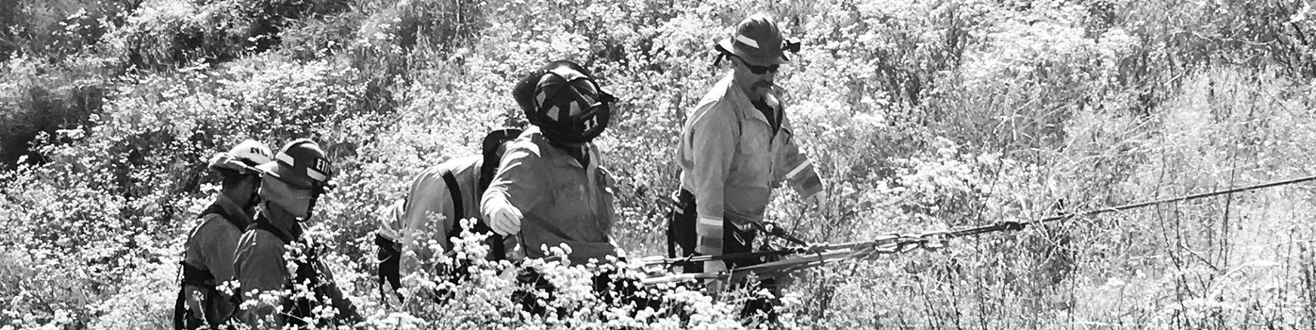 photo of five fire fighters walking uphill through bushes